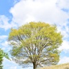 大樹：若葉の芽吹き