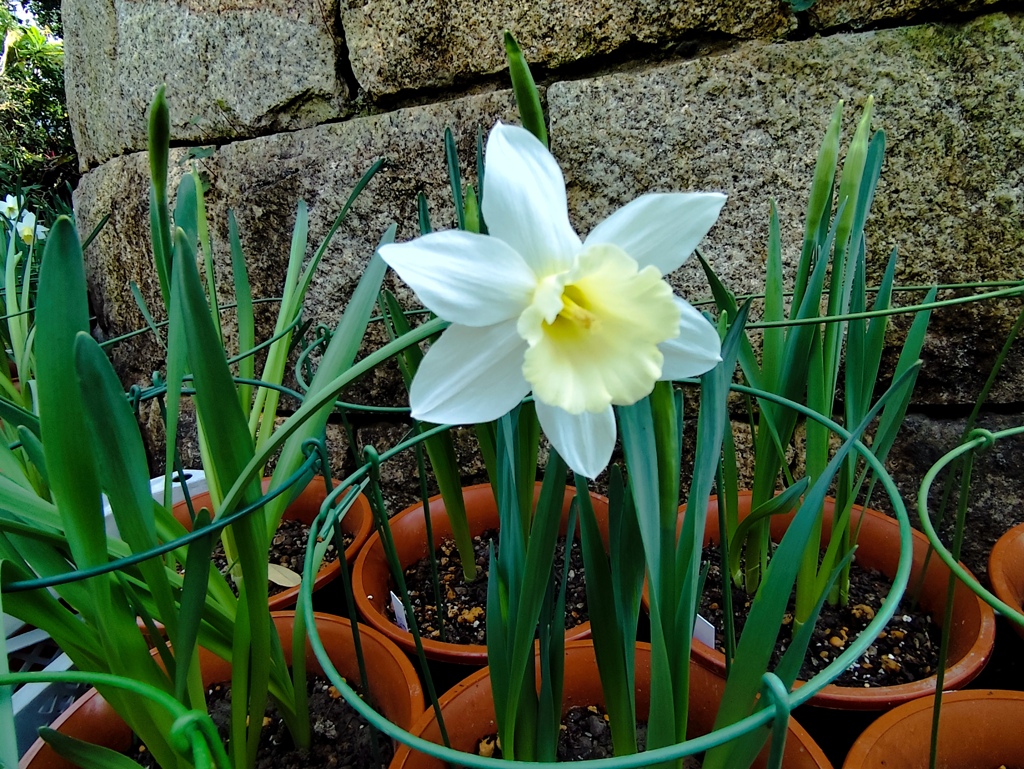 温室に咲く花