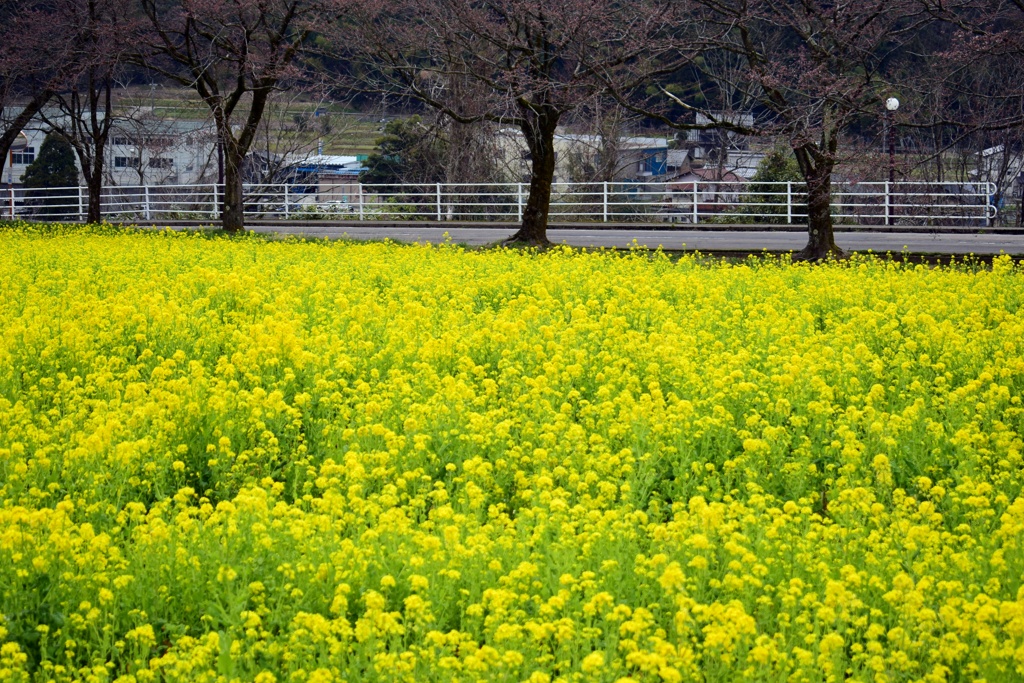 菜の花畑