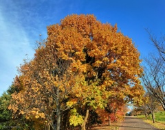 秋晴れの散策路