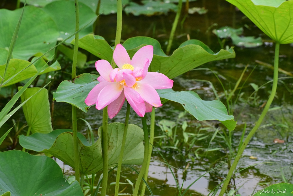 花弁広がる