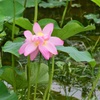 花弁広がる