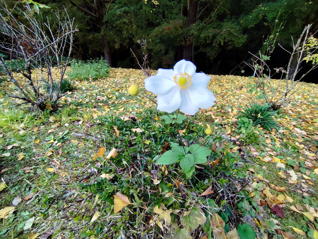 ひとつだけ