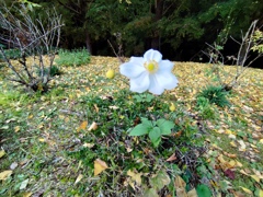 ひとつだけ