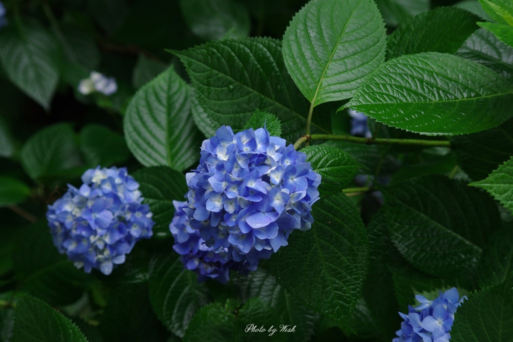青