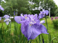 雨上がりの花菖蒲