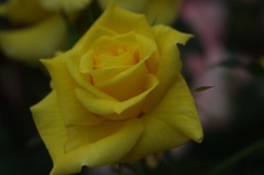 2016 Rose③