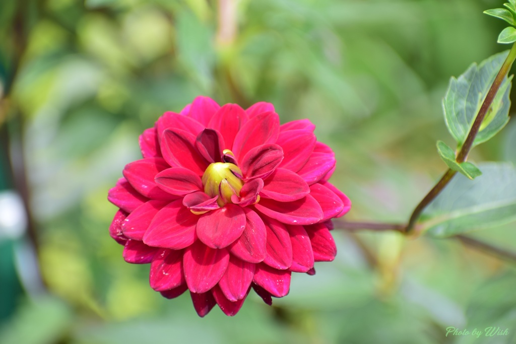 紅色ダリア