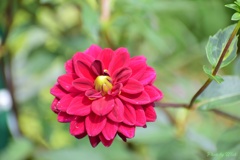 紅色ダリア