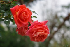11月の薔薇