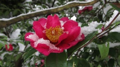 山茶花