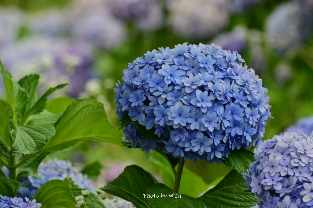 blue