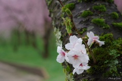 雨上がりの花見