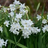 春に咲く花