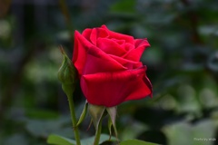紅色の薔薇