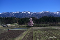向野江戸彼岸桜