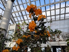 温室に咲く花