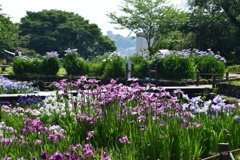 花菖蒲園の風景