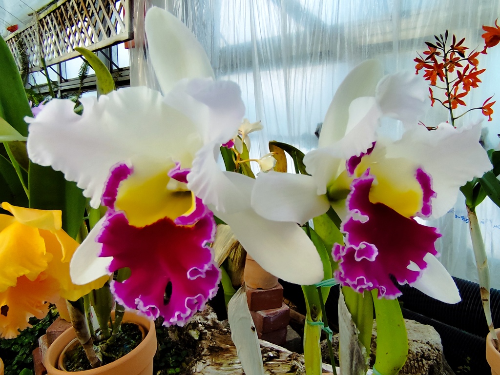 温室に咲く花