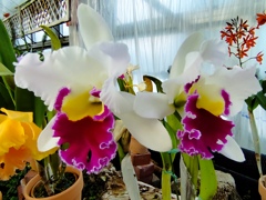温室に咲く花