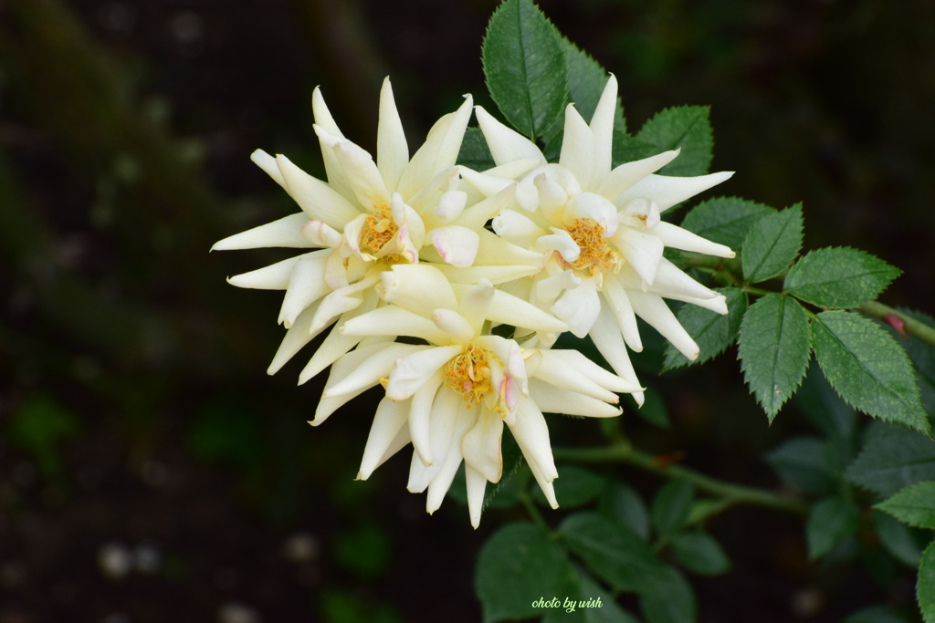 ６月の薔薇