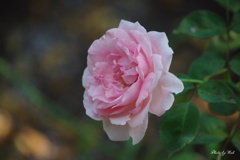 summer　rose