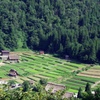 白川郷の水田風景