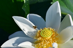 働きバチの花粉採集