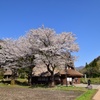 満開の桜