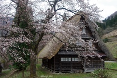 合掌の里にも桜咲く