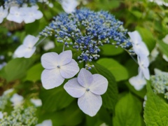 額紫陽花