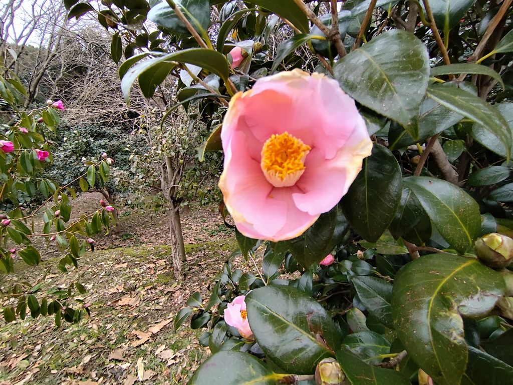 椿
