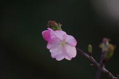 春陽