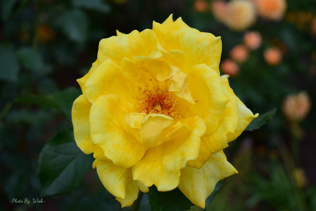 Yellow　Rose