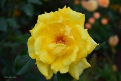Yellow　Rose