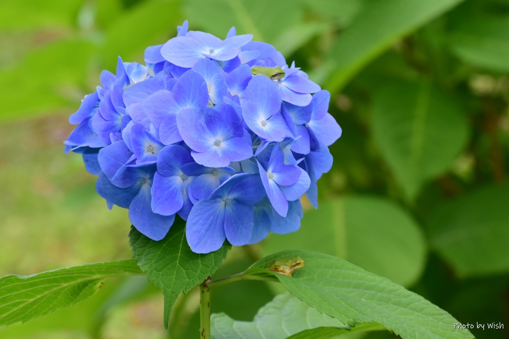 紫陽花と雨蛙