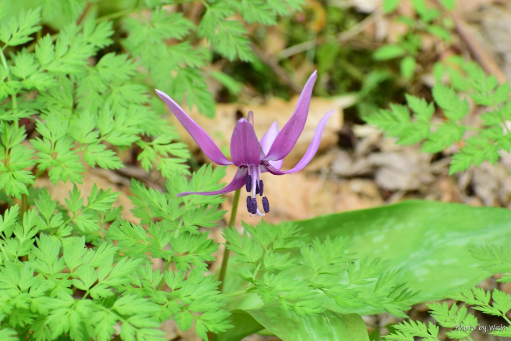 春の到来を告げる花