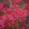 今が旬の花