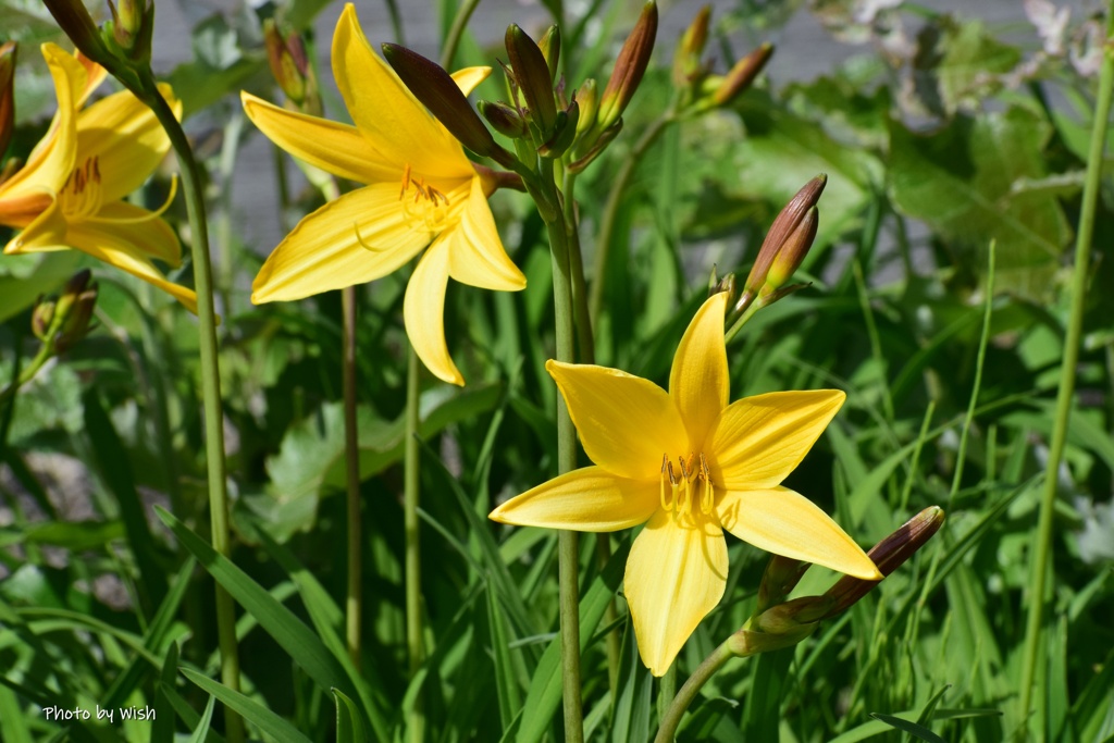 初夏の花