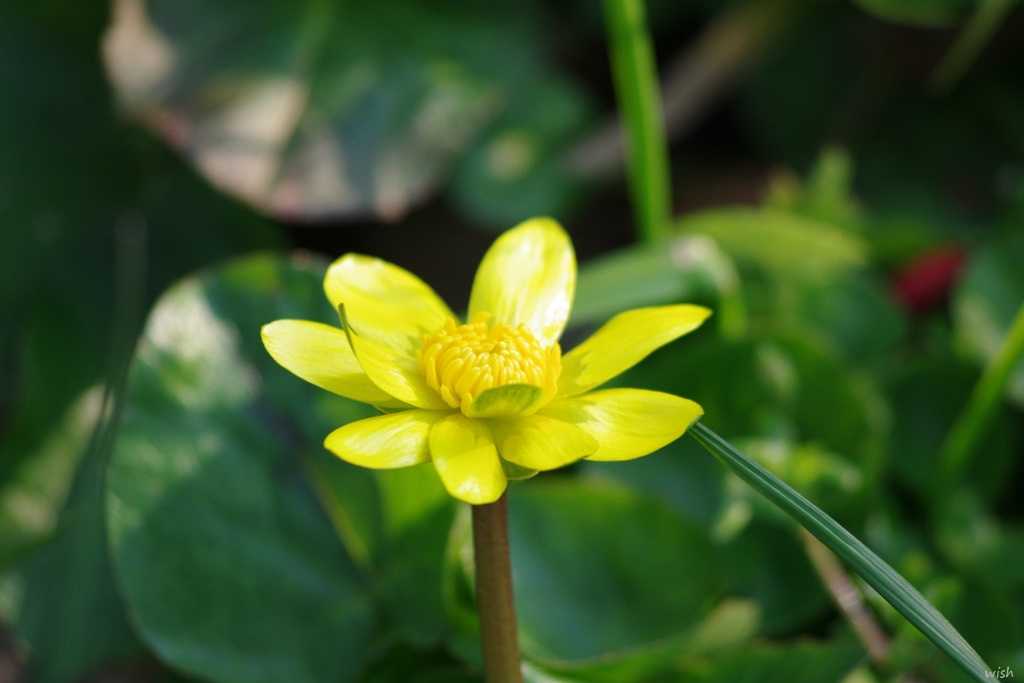 春に咲く花