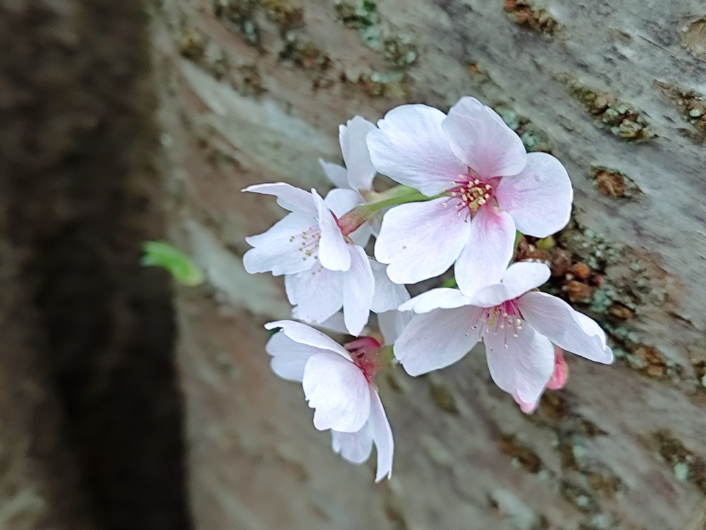幹咲き