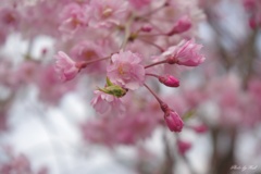 枝垂桜