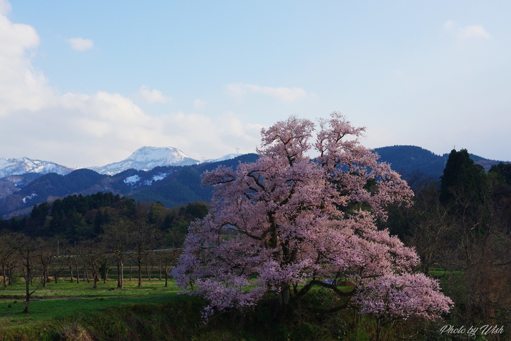 向野江戸彼岸桜