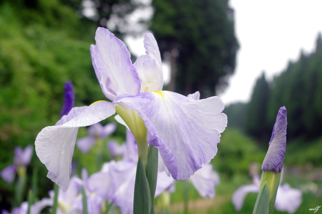 花菖蒲