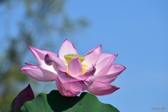 蓮花