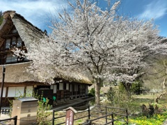 菅沼合掌集落の春の風景　１年前の風景