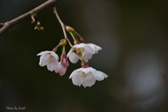 桜の表情
