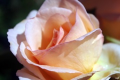 It rose petals