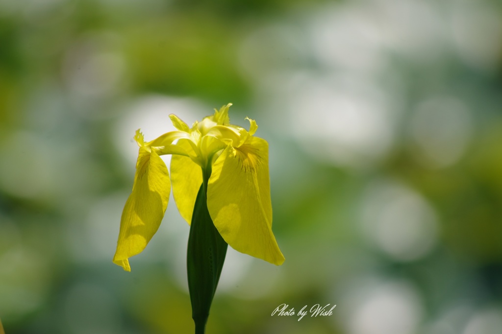 黄菖蒲