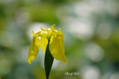 黄菖蒲